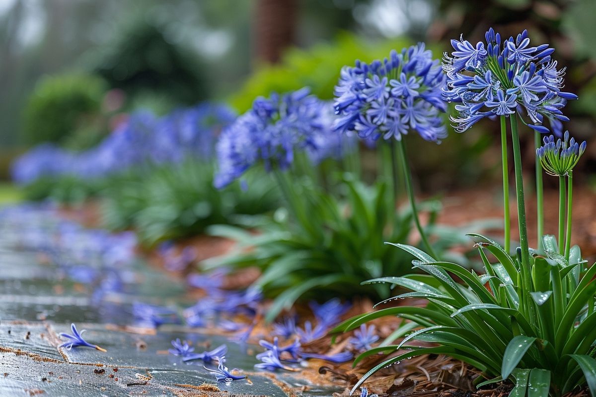 La période est critique pour vos agapanthes : voici comment les protéger